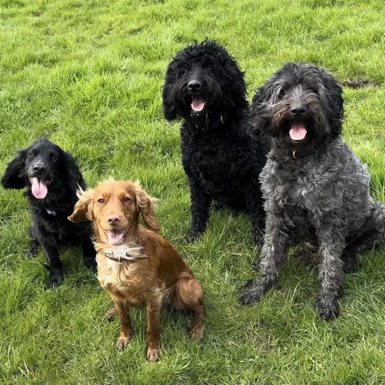 Group Dog Walk in Upper Broughton